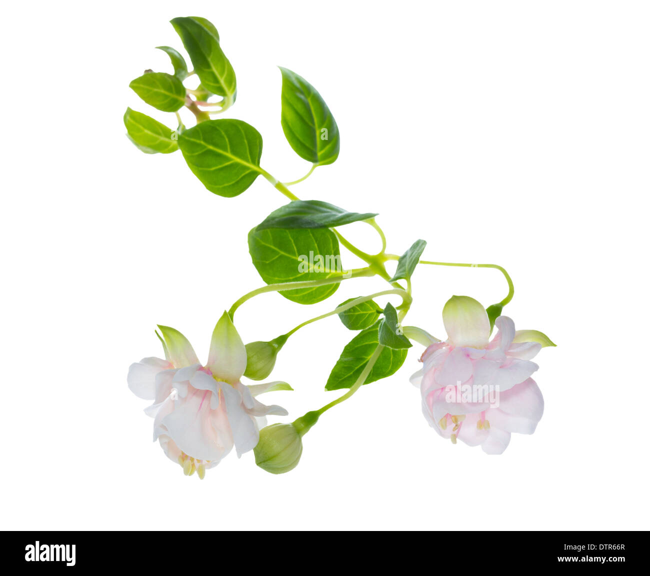 blooming beautiful soft branch pink double fuchsia flower `Frank Unswort`  is isolated on white background Stock Photo